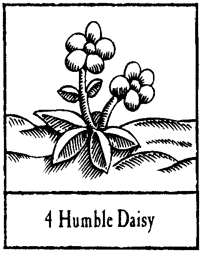 04 Humble Daisy