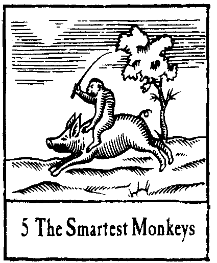 05 The Smartest Monkeys