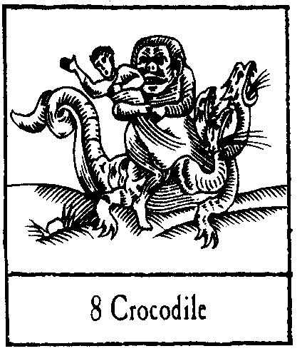 08 Crocodile
